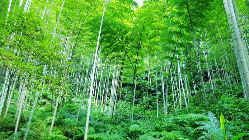 竹子是生長速度最快的植物為什么