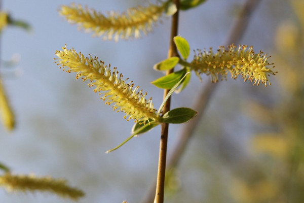 柳樹開花嗎?什么時候開花