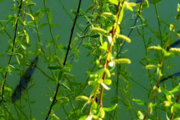 柳樹開花嗎?什么時候開花