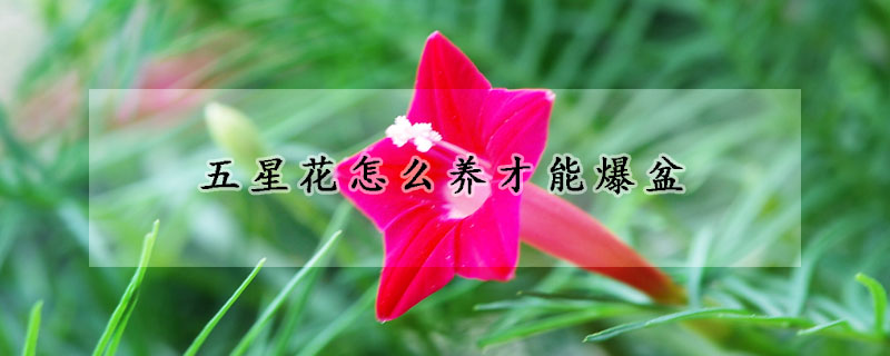 五星花怎么養(yǎng)才能爆盆