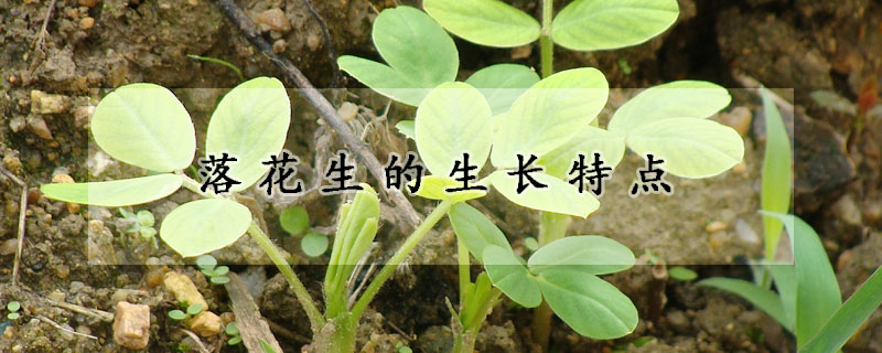 落花生的生長(zhǎng)特點(diǎn)