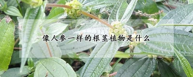 像人參一樣的根莖植物是什么