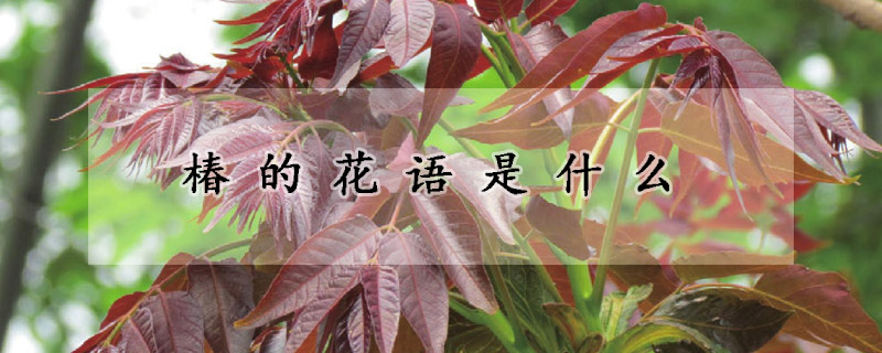 椿的花語是什么