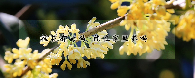 桂花有毒嗎 能在家里養嗎