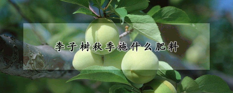 李子樹(shù)秋季施什么肥料