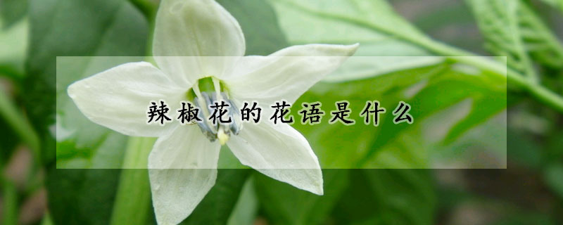 辣椒花的花語是什么