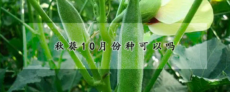 秋葵10月份種可以嗎