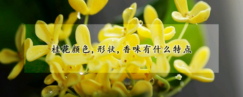 桂花顏色,形狀,香味有什么特點(diǎn)