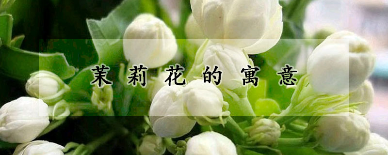 茉莉花的寓意