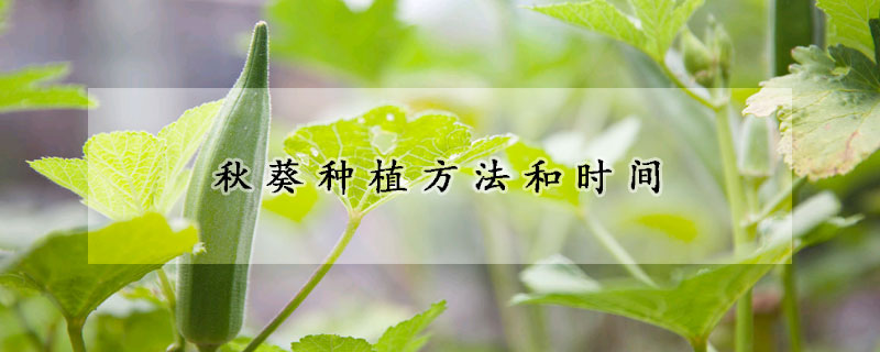 秋葵種植方法和時間