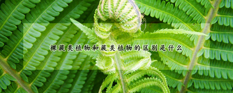 裸蕨類植物和蕨類植物的區別是什么