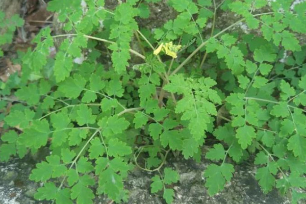 家里綠植有螞蟻怎么辦