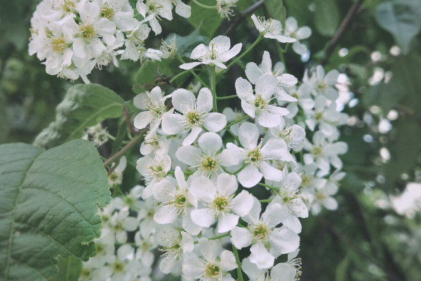 室內種什么植物可驅鼠