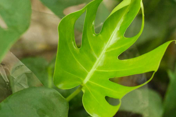 適合寢室養(yǎng)的植物