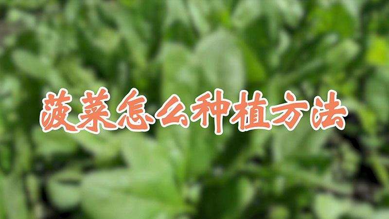 菠菜怎么種植方法視頻