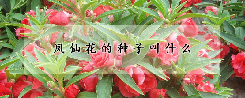 鳳仙花的種子叫什么