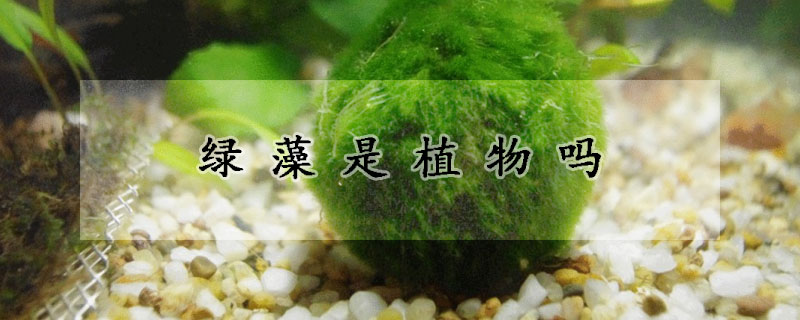 綠藻是植物嗎