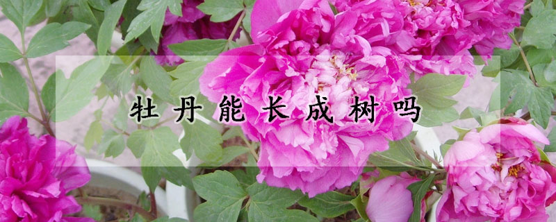 牡丹能長(zhǎng)成樹(shù)嗎