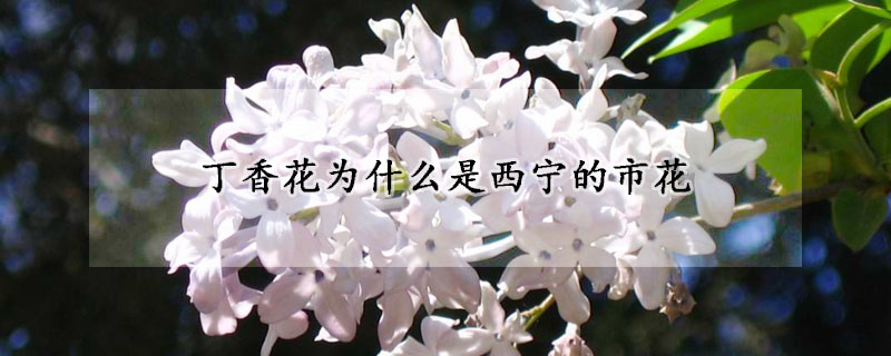 丁香花為什么是西寧的市花