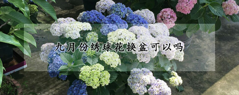 九月份繡球花換盆可以嗎