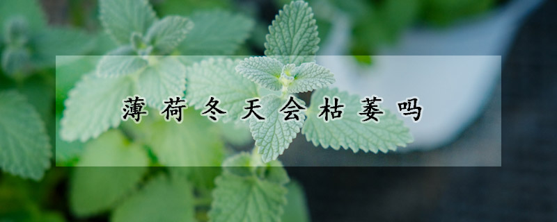 薄荷冬天會枯萎嗎