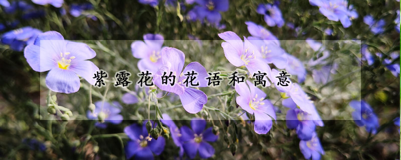 紫露花的花語和寓意