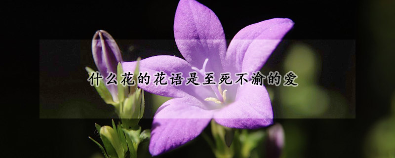 什么花的花語是至死不渝的愛