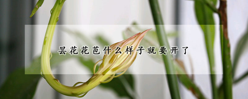 曇花花苞什么樣子就要開了