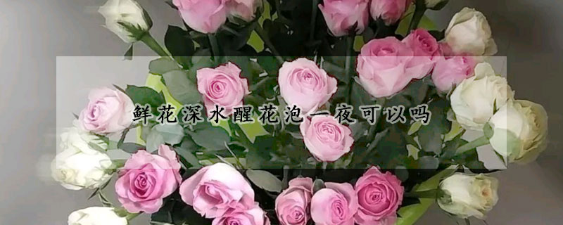 鮮花深水醒花泡一夜可以嗎