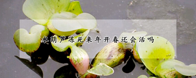 水葫蘆凍死來(lái)年開(kāi)春還會(huì)活嗎