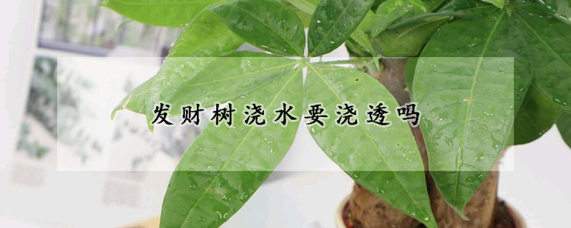 發財樹澆水要澆透嗎