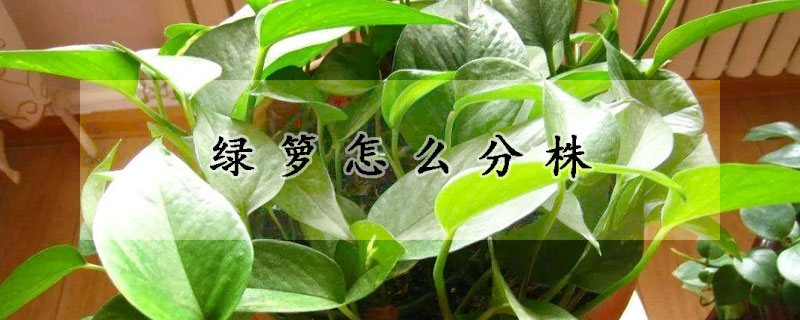 綠籮怎么分株