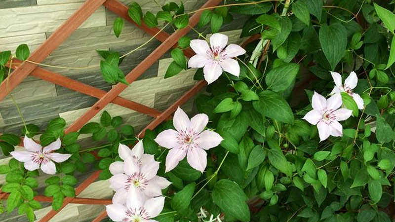 扁形花盆養(yǎng)什么植物