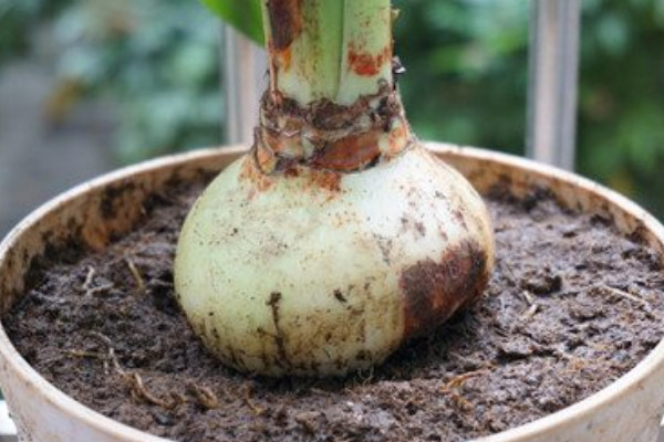 紅色土壤適合種植什么