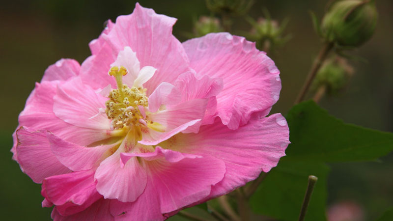 芙蓉花的花語和寓意,象征了什么