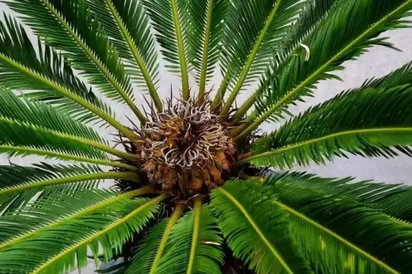 鐵樹什么時候開花