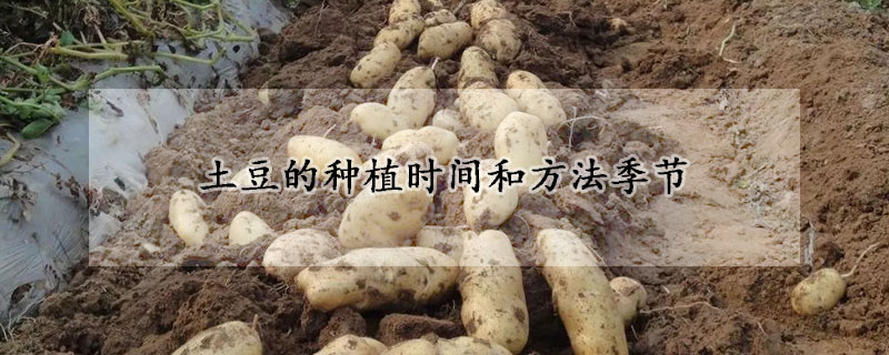 土豆的種植時(shí)間和方法季節(jié)