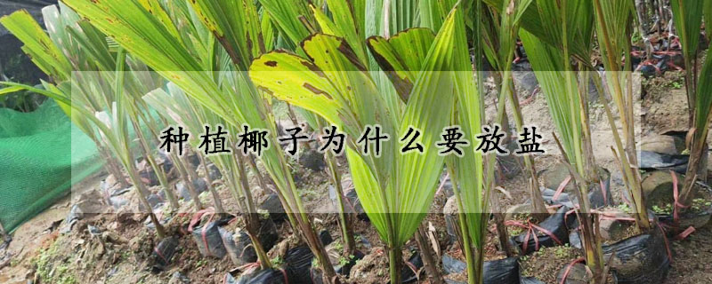 種植椰子為什么要放鹽