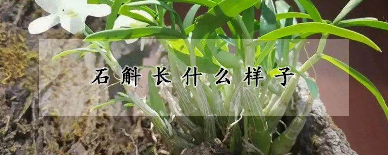 石斛長什么樣子