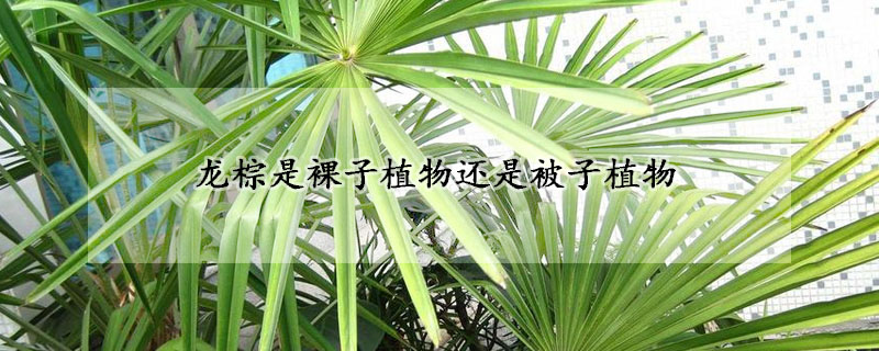 龍棕是裸子植物還是被子植物