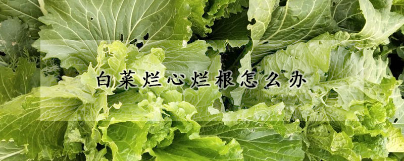 白菜爛心爛根怎么辦