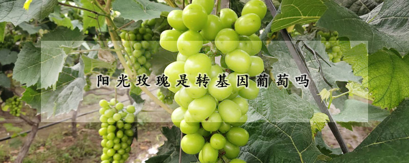 陽光玫瑰是轉(zhuǎn)基因葡萄嗎