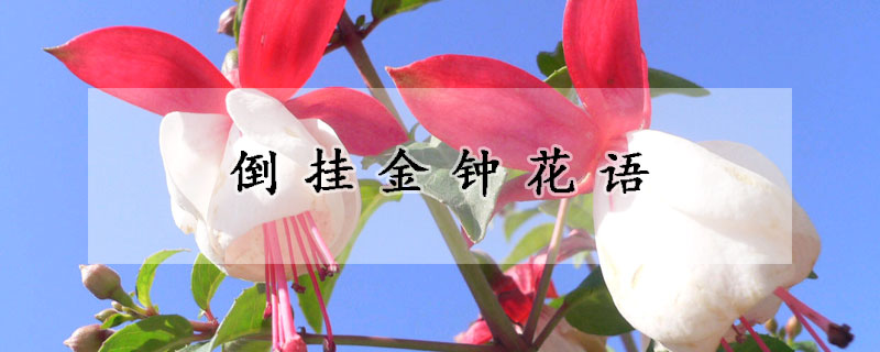 倒掛金鐘花語