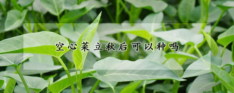 空心菜立秋后可以種嗎