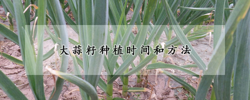 大蒜籽種植時間和方法