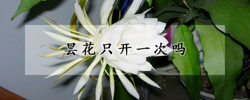 曇花只開一次嗎