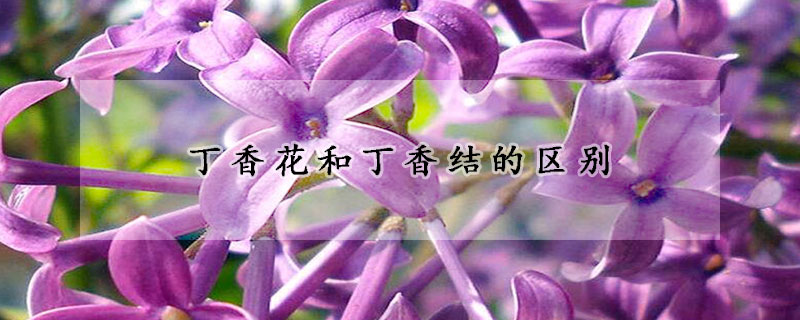 丁香花和丁香結(jié)的區(qū)別