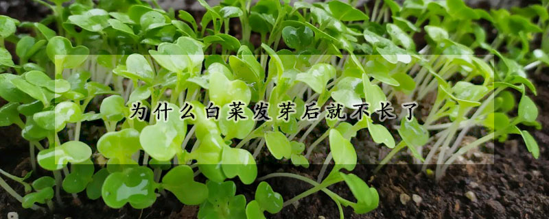 為什么白菜發(fā)芽后就不長了