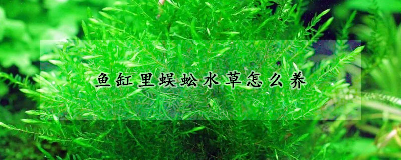 魚缸里蜈蚣水草怎么養(yǎng)