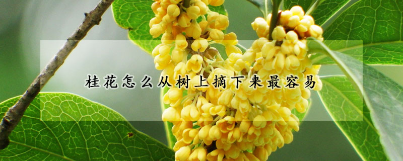 桂花怎么從樹上摘下來最容易